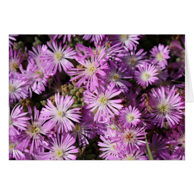 紫色によっては空白のなカードが開花します (正面横)