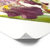 紫色のアイリスの水色 ポスター (角)