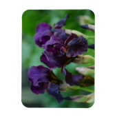 紫色のアイリスの花マグネット マグネット (縦)