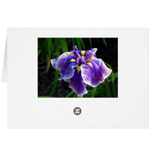 紫色のアイリスカード (裏面横)