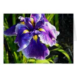 紫色のアイリスカード