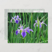 紫色のアイリスハガキ ポストカード (正面/裏面)