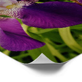 紫色のアイリスフラワーフォトバリューポスター紙 ポスター (角)