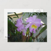 紫色のアイリス ポストカード (正面/裏面)