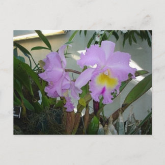 紫色のアイリス ポストカード