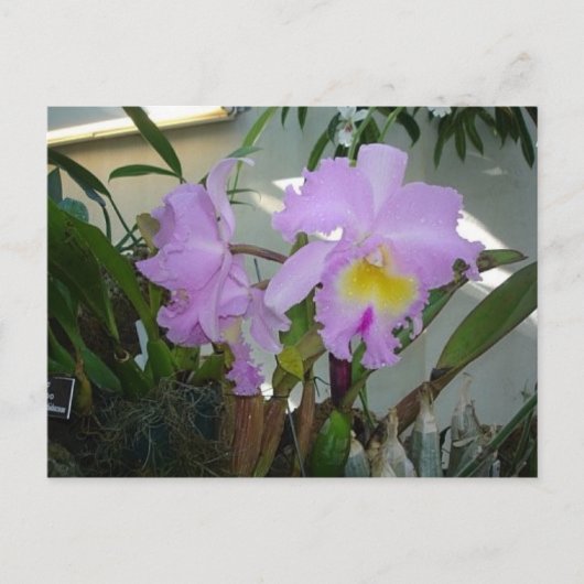 紫色のアイリス ポストカード (正面)