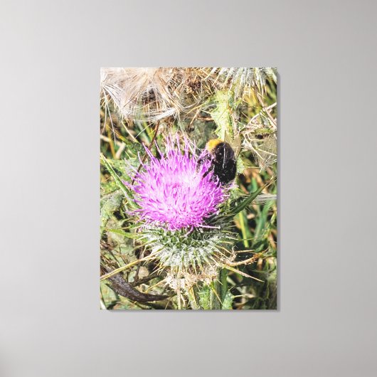 紫色のアザミの上のミツバチ。 キャンバスプリント (正面)
