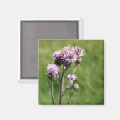 紫色のアザミ花のフォトマグネット マグネット (正面/裏面)