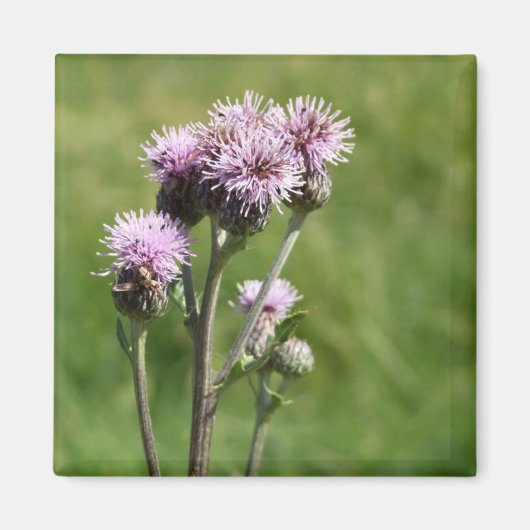 紫色のアザミ花のフォトマグネット マグネット (正面)