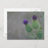 紫色のアザミ ポストカード (正面/裏面)