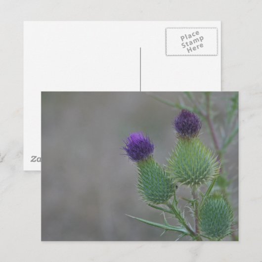 紫色のアザミ ポストカード (正面/裏面)