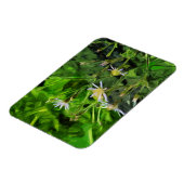 紫色のアスター マグネット (左側)