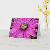紫色のアフリカデイジーのクローズアップ写真 カード (黄色い花)