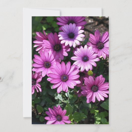 紫色のアフリカデイジー花結婚式の日付を保存 招待状 (裏面)