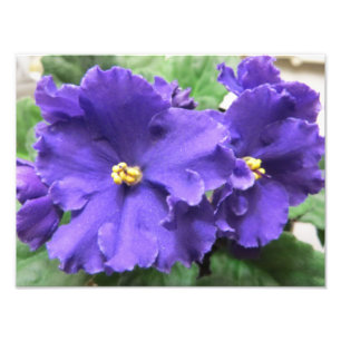 紫色のアフリカバイオレットの花 フォトプリント           