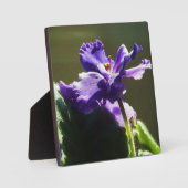 紫色のアフリカバイオレット~ 5.25 x 5.25イーゼル フォトプラーク (正面)