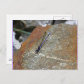 紫色のイトトンボの自然の写真撮影の郵便はがき ポストカード (正面/裏面)