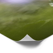 紫色のウィンドフラワー自然写真 ポスター (角)