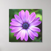 紫色のオステオペラムキャンバス印刷 キャンバスプリント (正面)