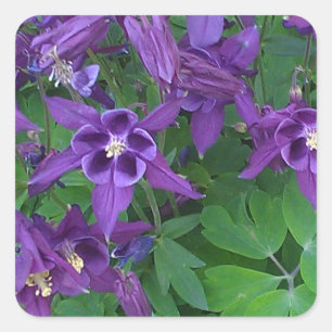 紫色のオダマキ(植物) -正方形のステッカー スクエアシール