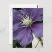紫色のクレマチスポストカード ポストカード (正面/裏面)
