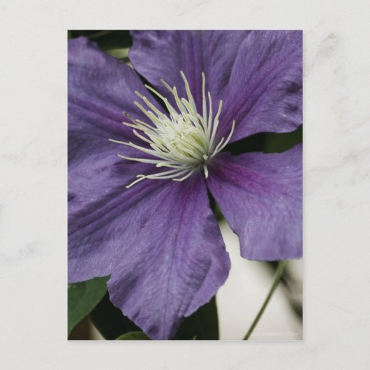 紫色のクレマチスポストカード ポストカード (正面)