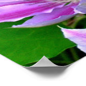 紫色のクレマチス写真ポスター/プリント ポスター (角)