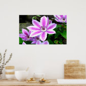 紫色のクレマチス写真ポスター/プリント ポスター (キッチン)