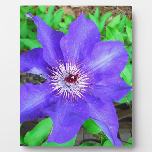 紫色のクレマチス花 フォトプラーク (正面)