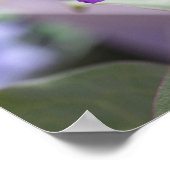 紫色のクレマチス花 ポスター (角)