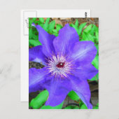 紫色のクレマチス花 ポストカード (正面/裏面)