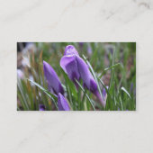 紫色のクロッカス花番红花 名刺 (裏面)