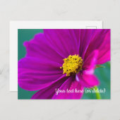 紫色のコスモスのはがき ポストカード (正面/裏面)