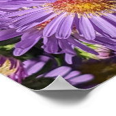 紫色のシオンの花 ポスター (角)