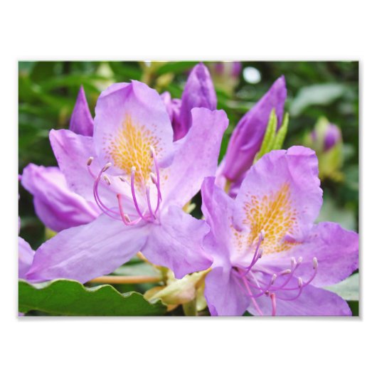 紫色のシャクナゲの花の写真プリント フォトプリント (正面)