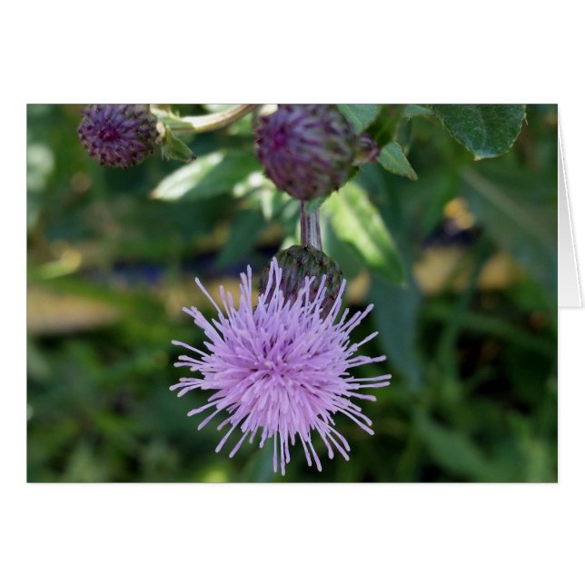 紫色のスプラッシュ (正面横)