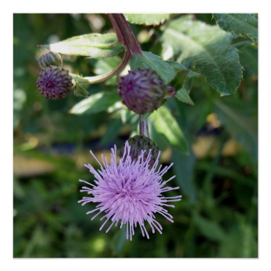 紫色のスプラッシュ ポスター (正面)