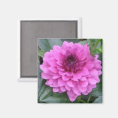 紫色のダリア磁石 マグネット (正面/裏面)