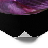 紫色のチューリップの花 ポスター (角)