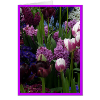 紫色のチューリップのHyacinths