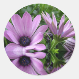 紫色のデイジーの花 ラウンドシール