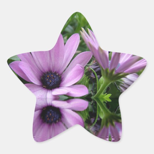 紫色のデイジーの花 星シール (正面)