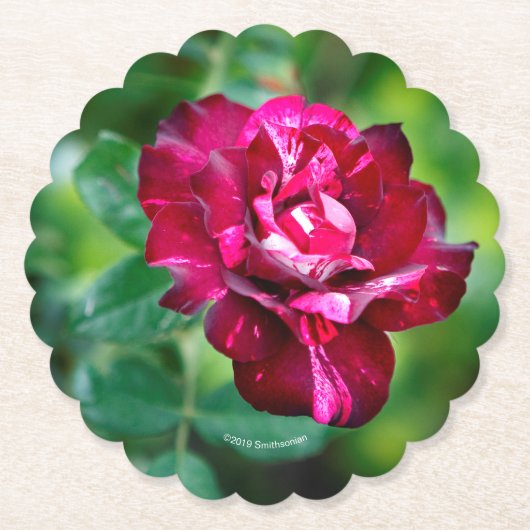 紫色のトラは上がりました ペーパーコースター (正面)