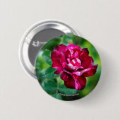 紫色のトラは上がりました 缶バッジ (正面&裏面)