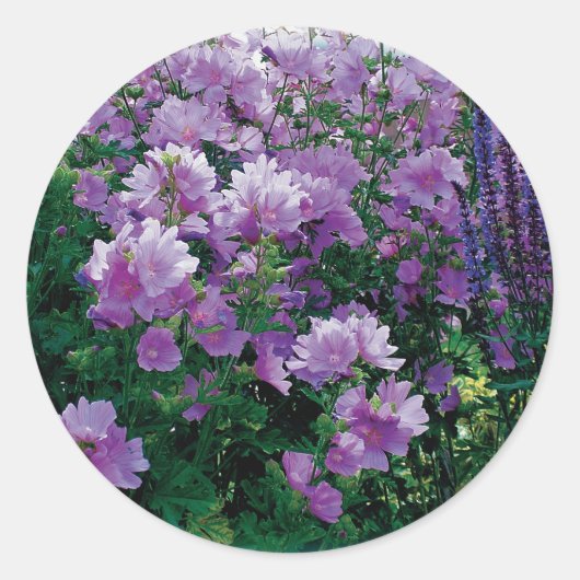 紫色のハイビスカスの花 ラウンドシール (正面)