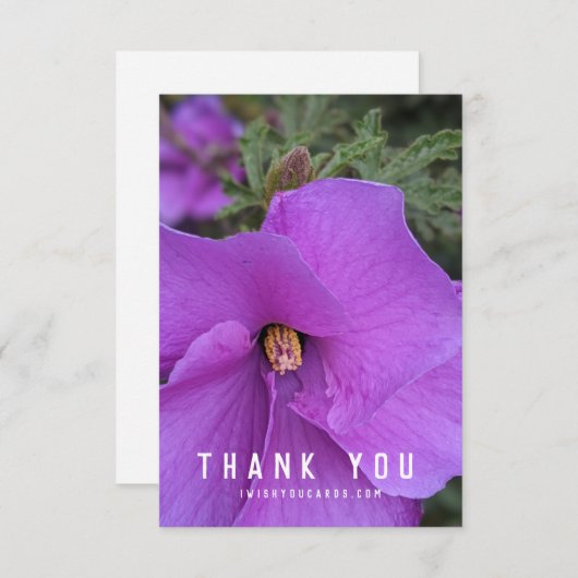 紫色のハイビスカスフラワークローズアップ (正面/裏面)