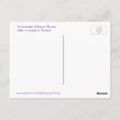 紫色のハイビスカス花はがき ポストカード (裏面)