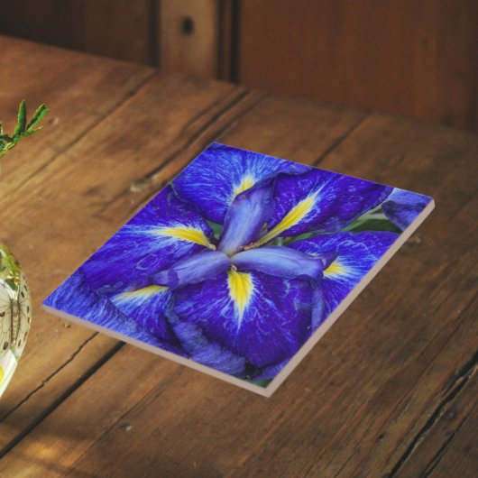紫色のハナショウブの花 タイル