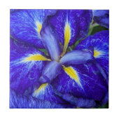 紫色のハナショウブの花 タイル (正面)