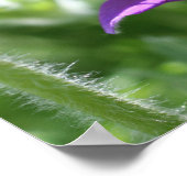 紫色のパスクの花が閉まる ポスター (角)